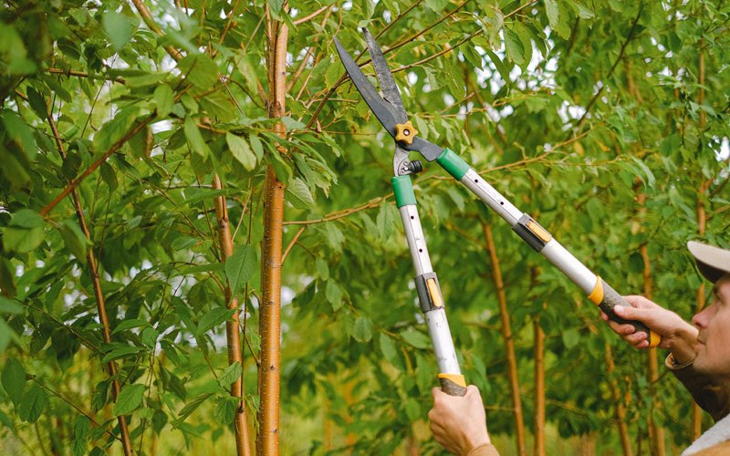 Tree trimming in Fishers, IN